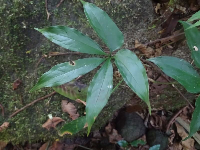Anthurium pentaphyllum var. bombacifolium photo 2