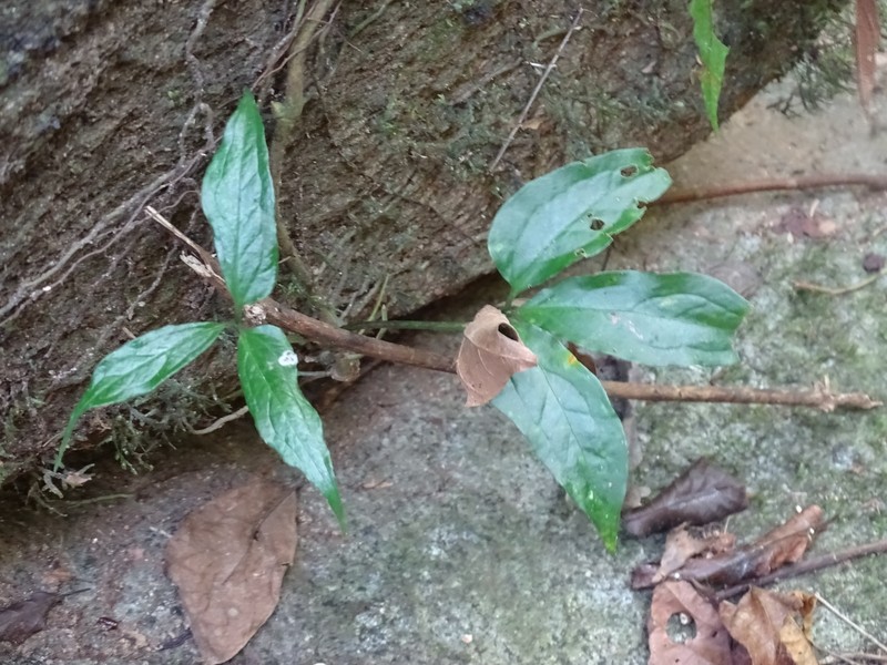 Anthurium pentaphyllum var. bombacifolium photo 3