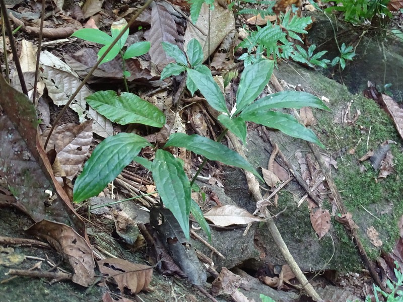 Anthurium pentaphyllum var. bombacifolium photo 4