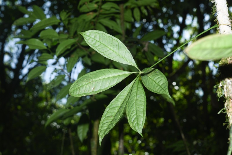 Anthurium pentaphyllum var. pentaphyllum