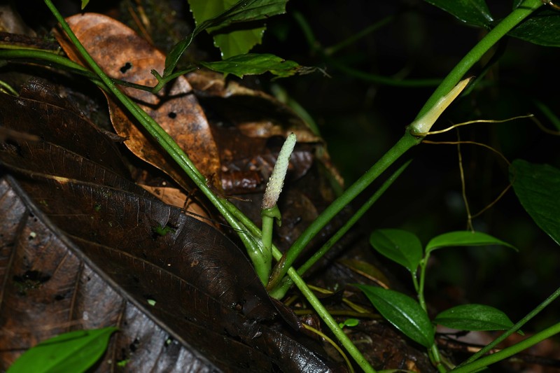 Anthurium pentaphyllum var. pentaphyllum photo 2