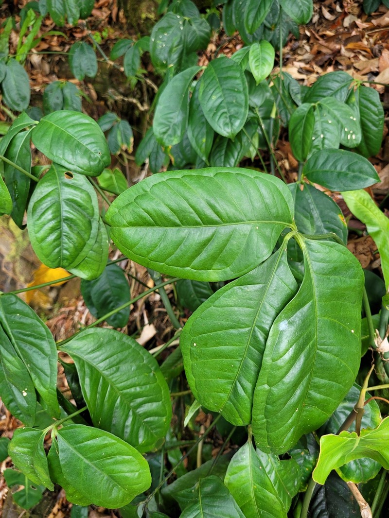 Anthurium pentaphyllum var. pentaphyllum photo 3