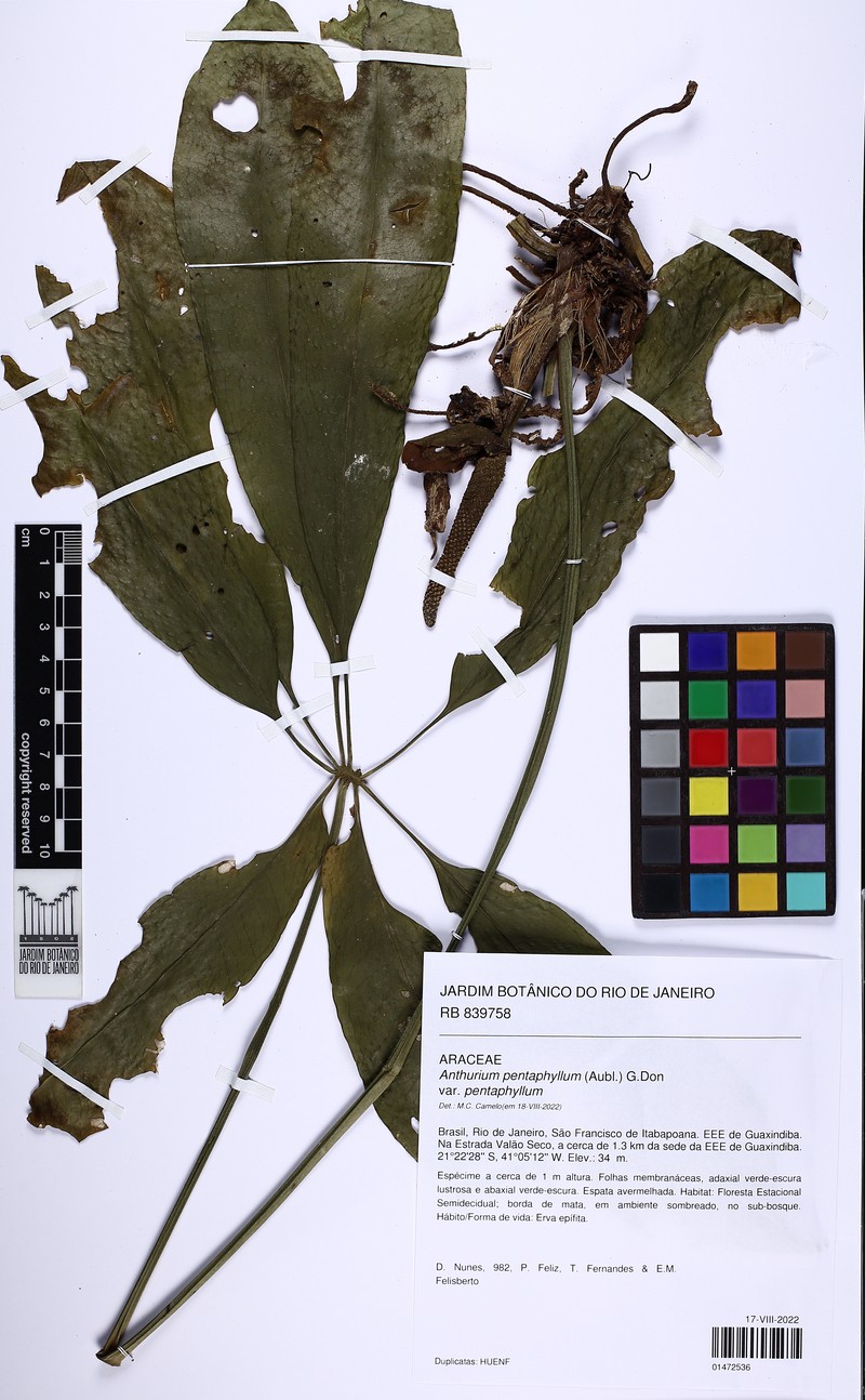 Anthurium pentaphyllum var. pentaphyllum photo 4