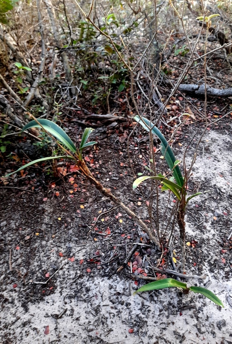 Anthurium petrophilum