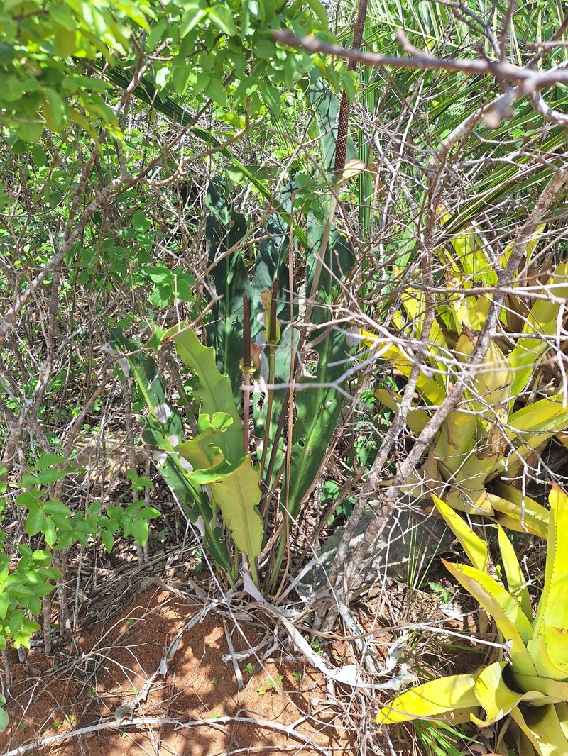 Anthurium petrophilum photo 3