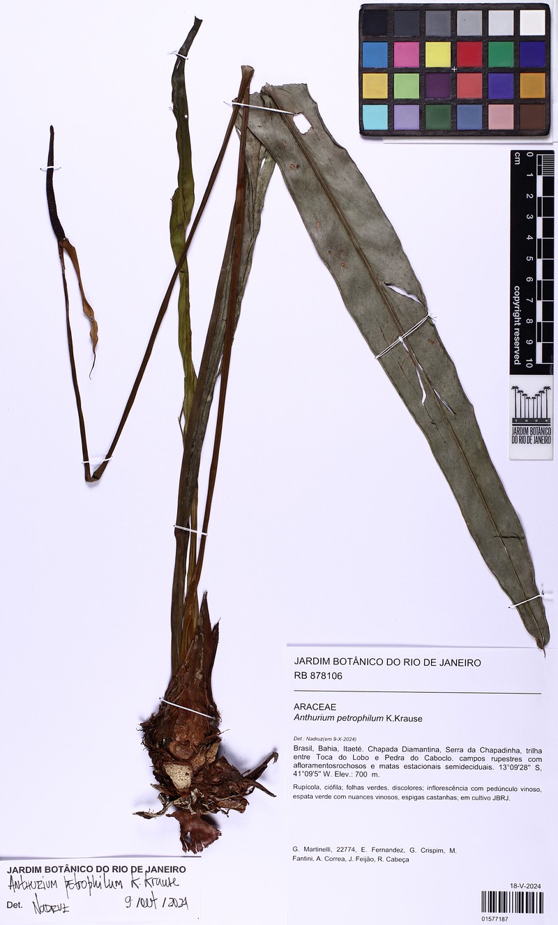 Anthurium petrophilum photo 4