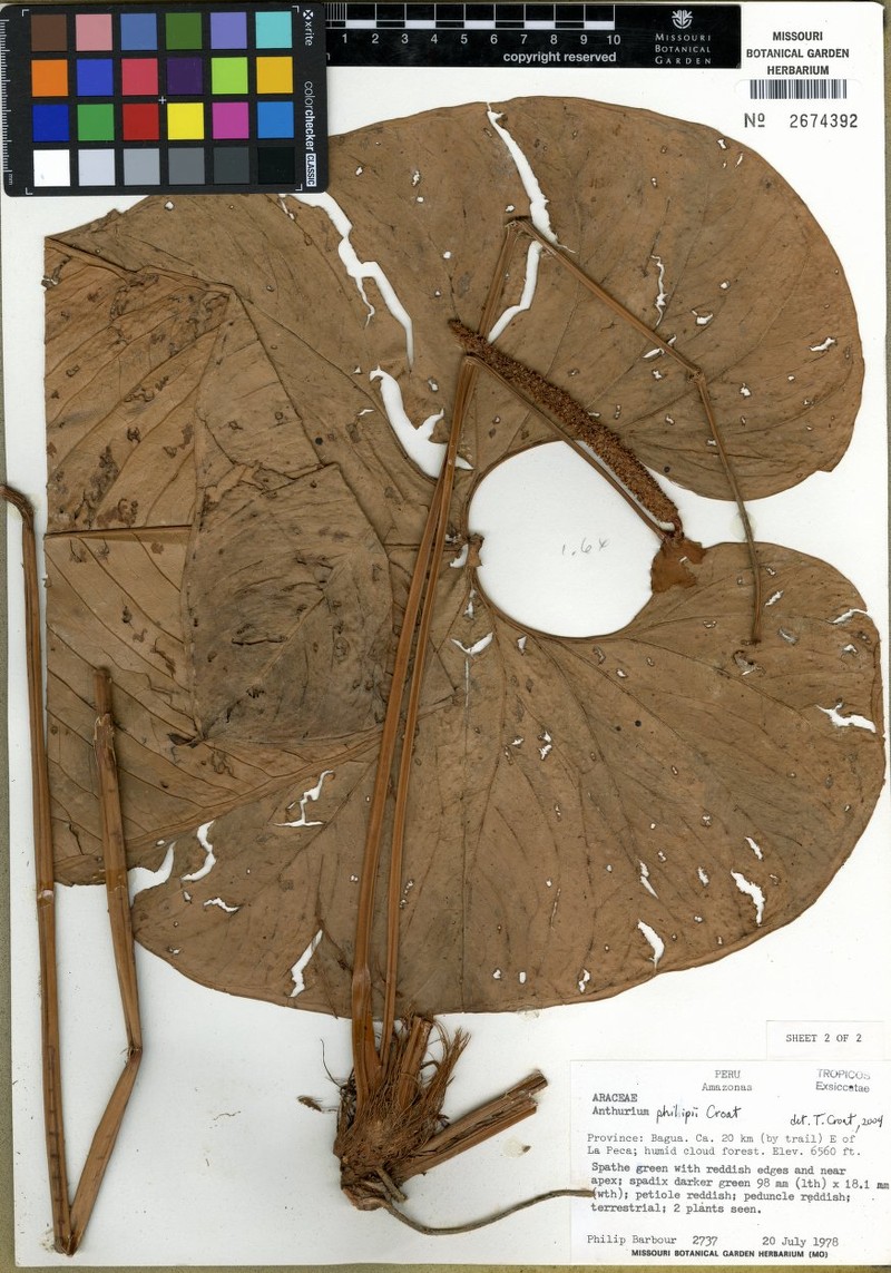 Anthurium philipii