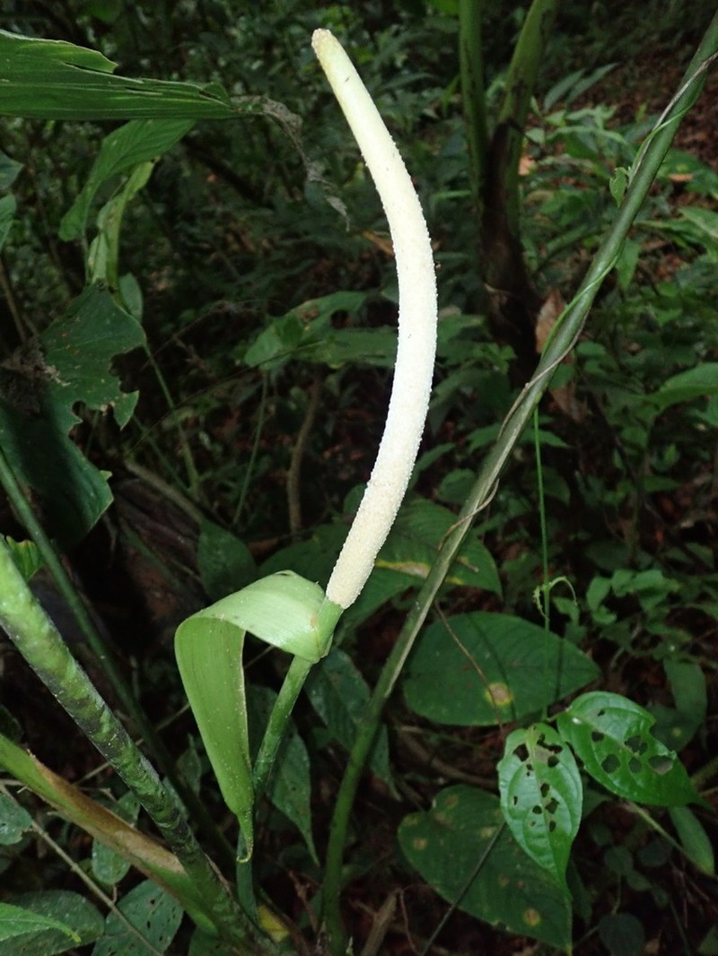 Anthurium phlebodes