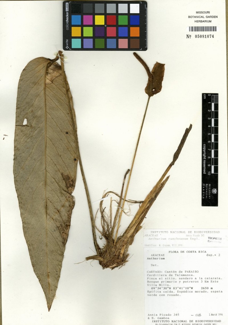 Anthurium picadoae