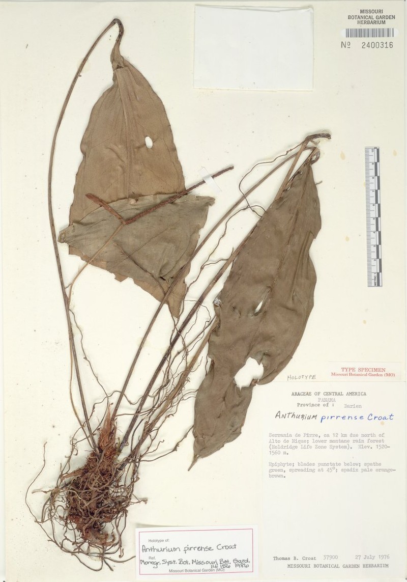 Anthurium pirrense