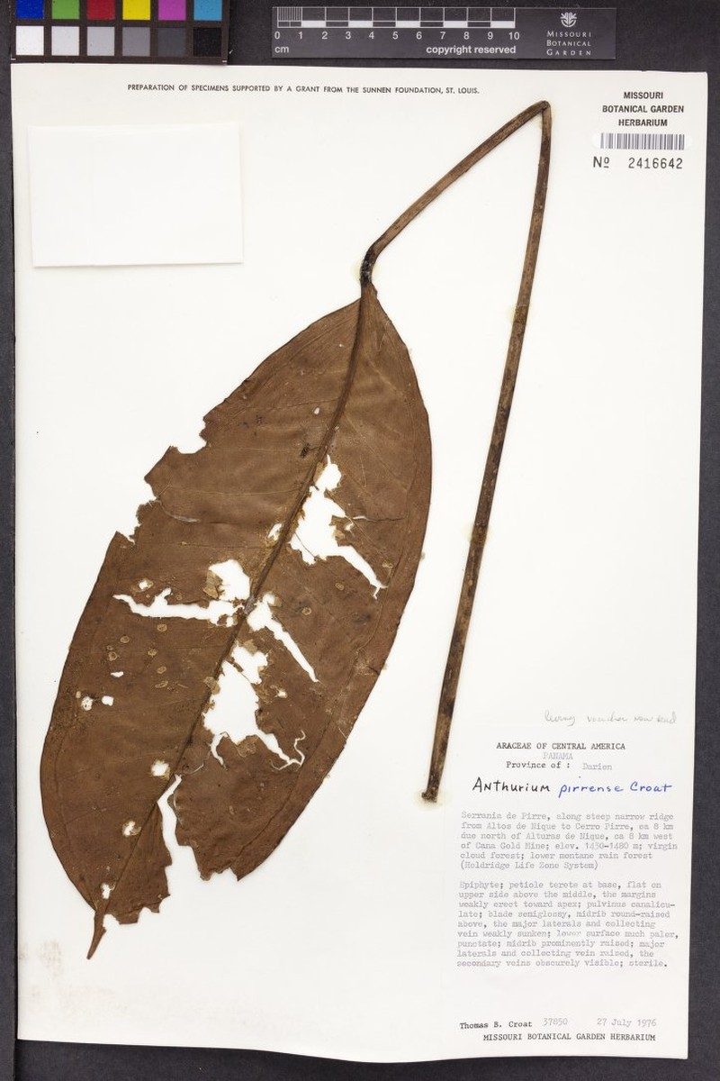 Anthurium pirrense photo 2