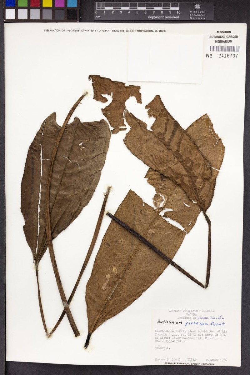 Anthurium pirrense photo 3