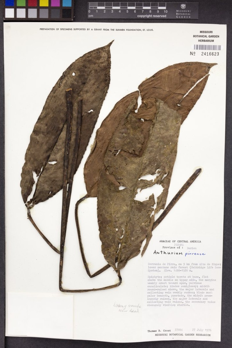 Anthurium pirrense photo 4