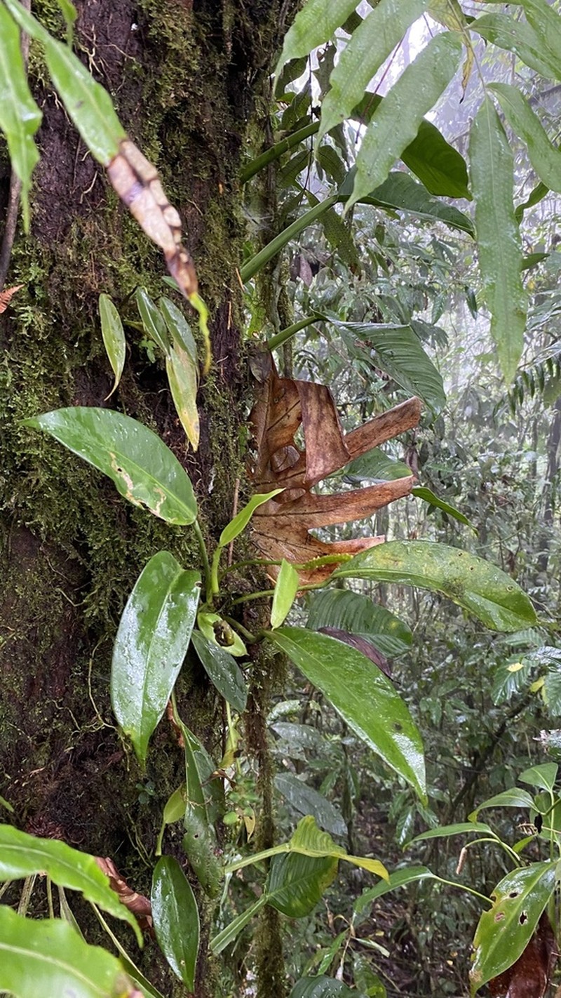 Anthurium pittieri