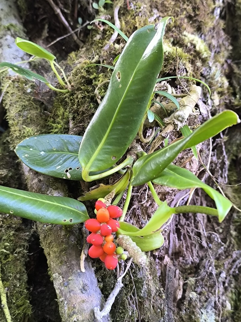 Anthurium pittieri photo 2