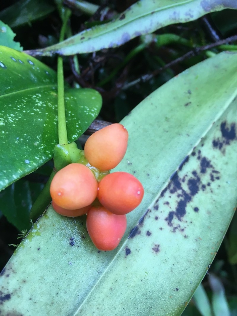 Anthurium pittieri photo 3