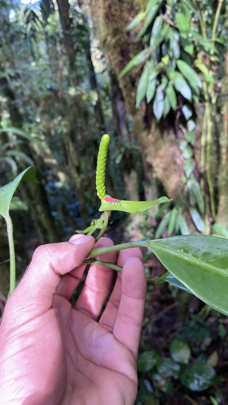 Anthurium pittieri photo 4