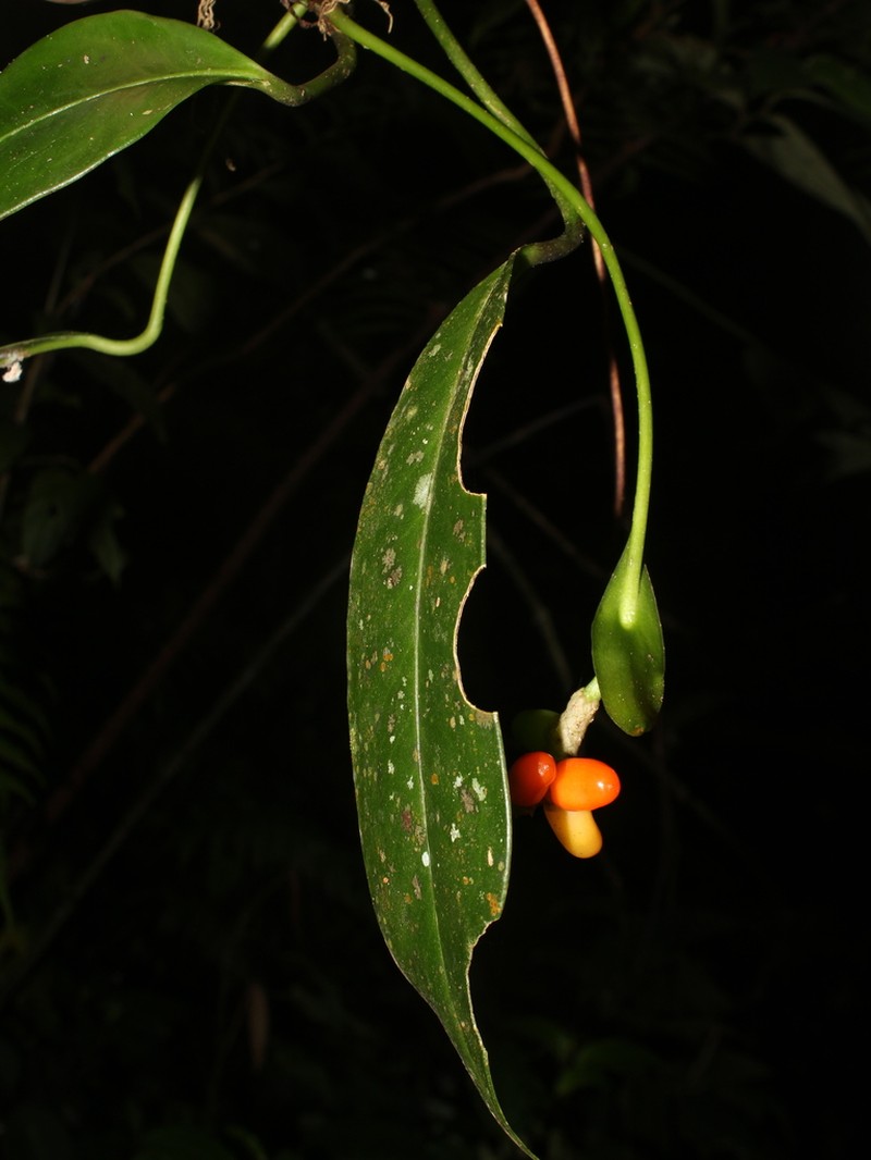 Anthurium pittieri photo 5