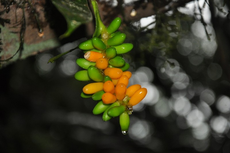 Anthurium pittieri photo 6