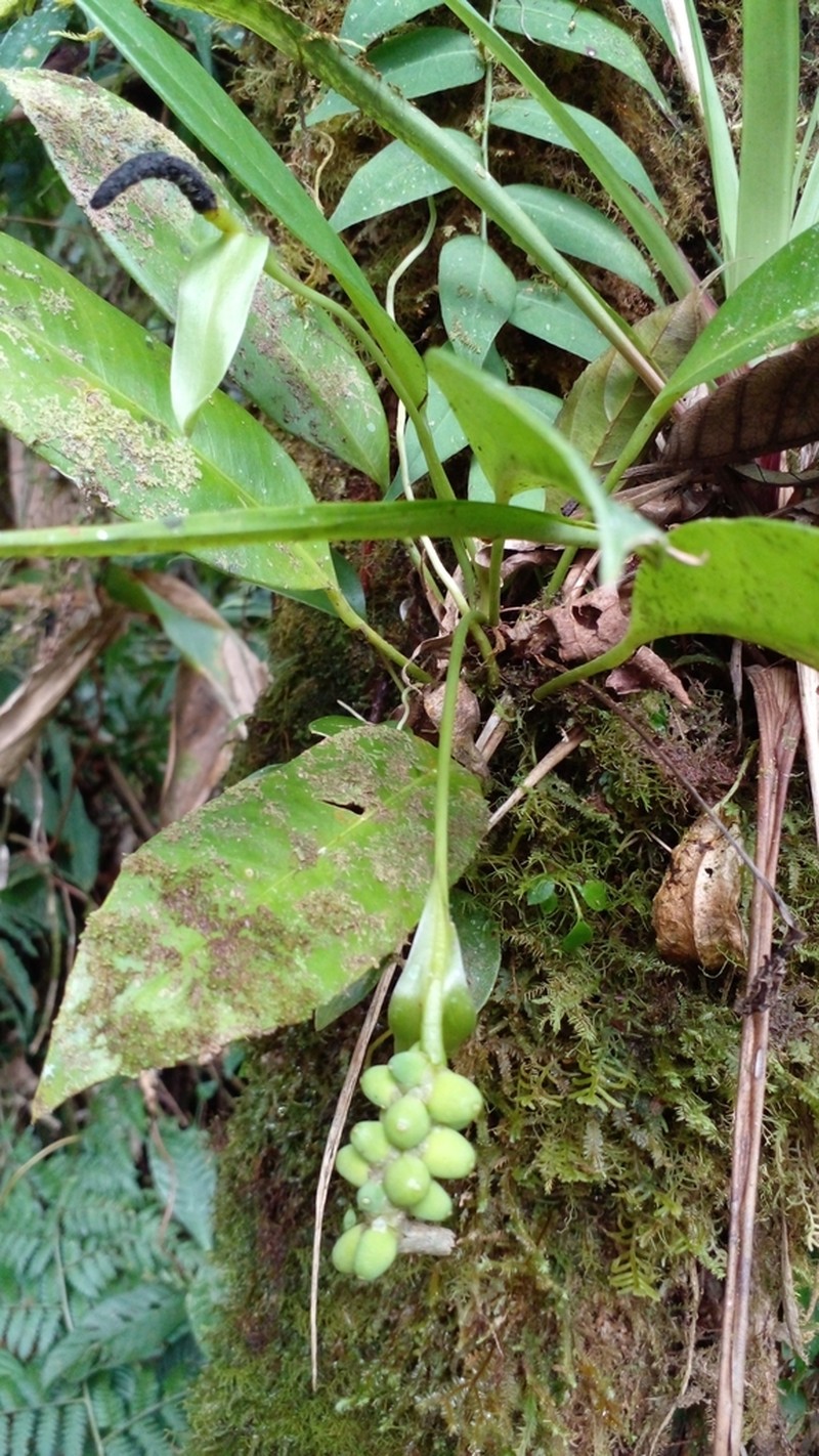 Anthurium pittieri photo 7