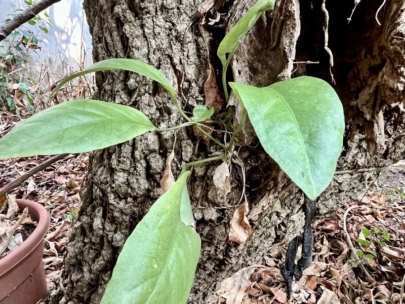 Anthurium pittieri photo 8