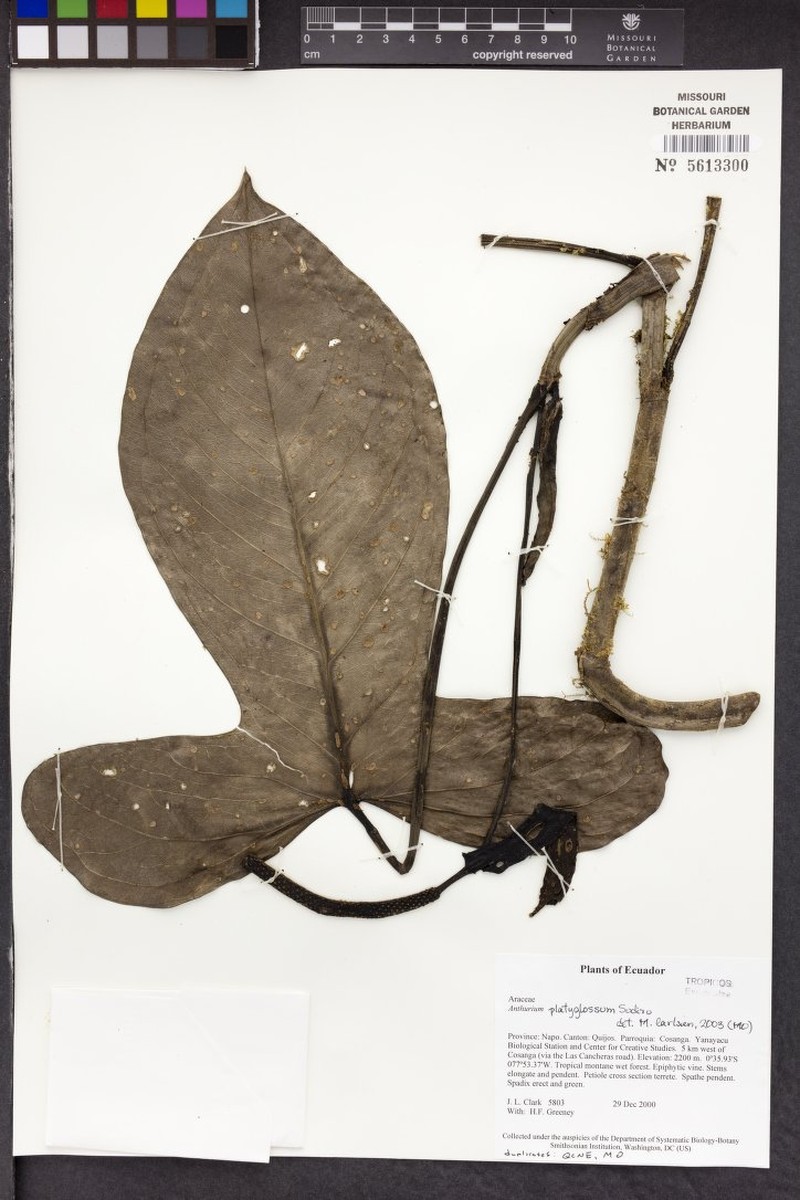 Anthurium platyglossum