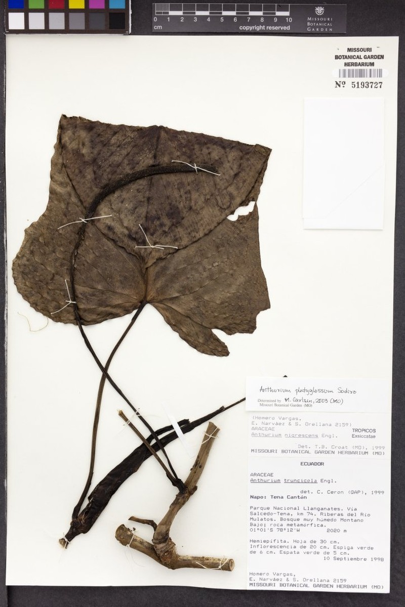 Anthurium platyglossum photo 2