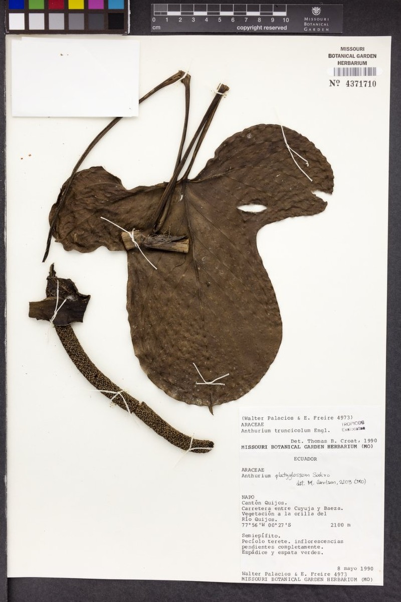Anthurium platyglossum photo 3