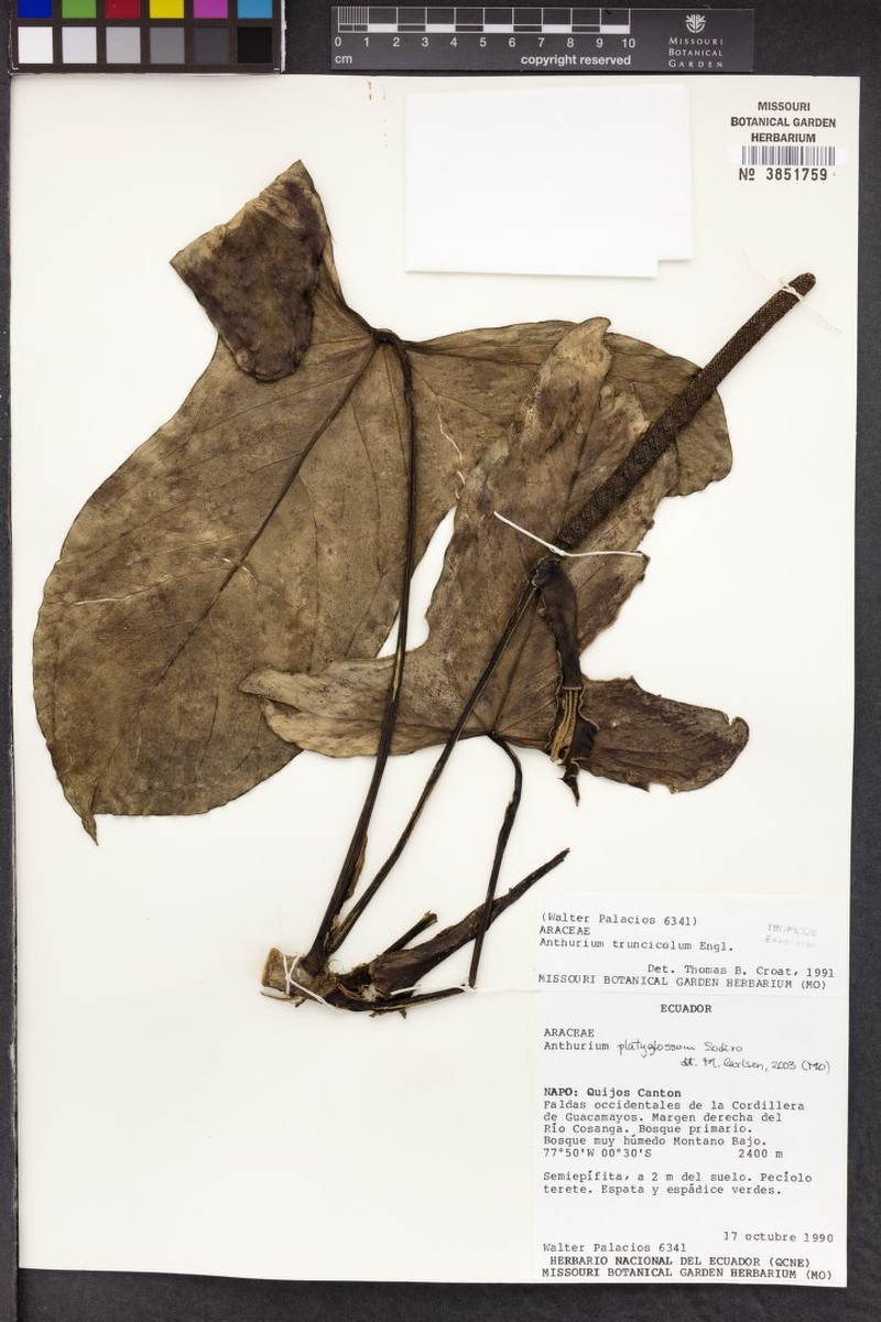 Anthurium platyglossum photo 4