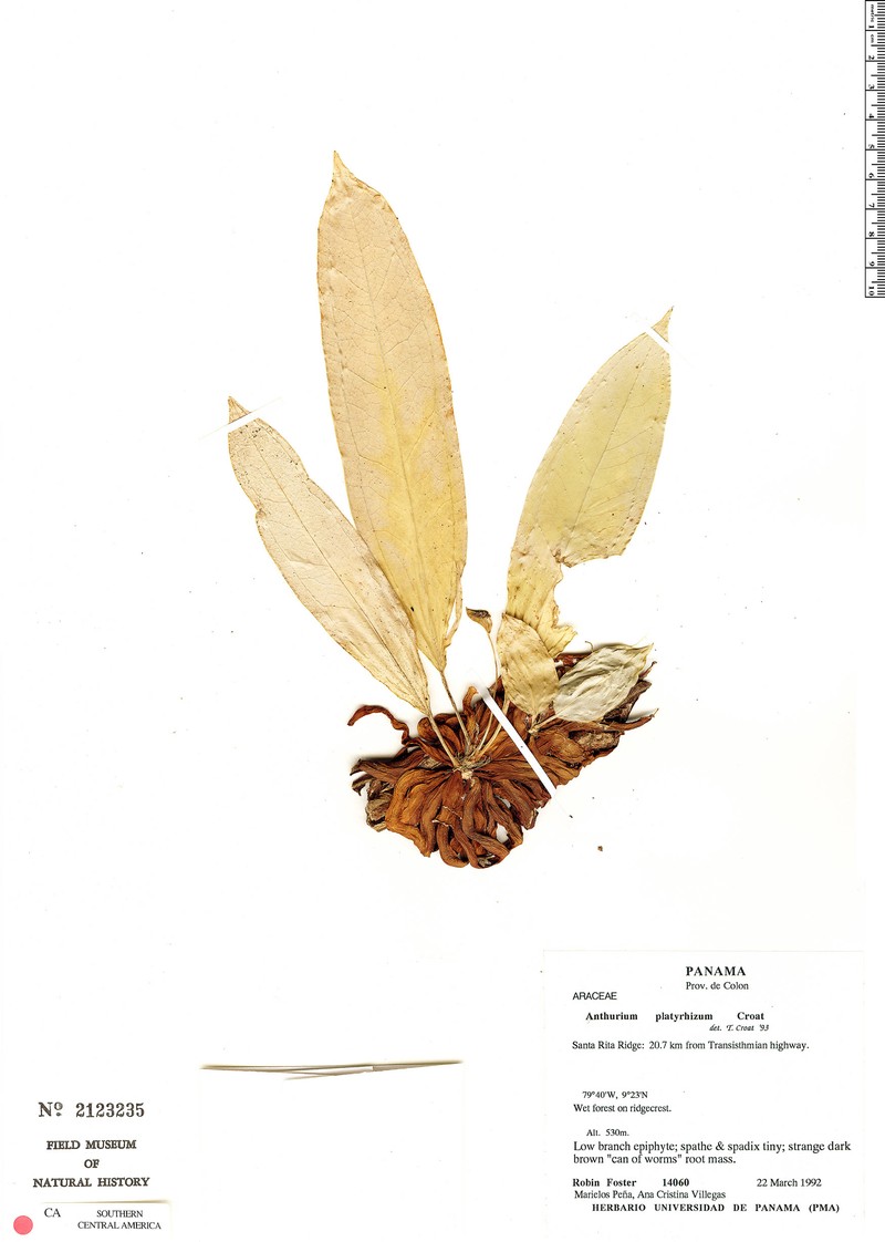 Anthurium platyrhizum