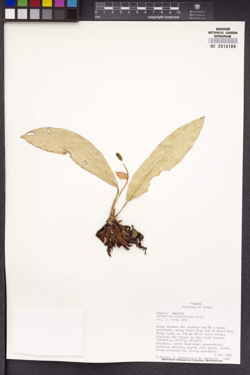 Anthurium platyrhizum photo 2