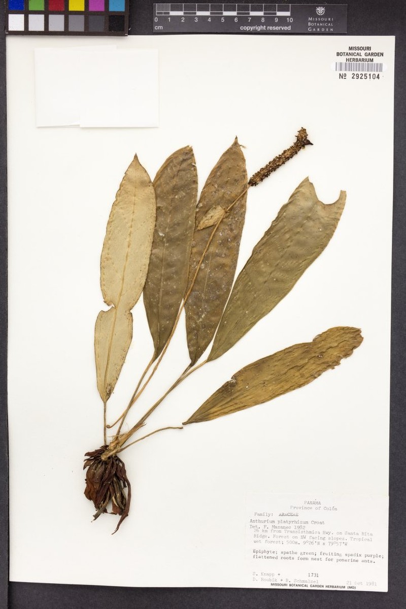 Anthurium platyrhizum photo 3