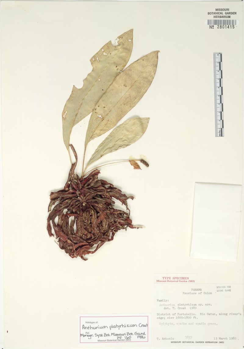 Anthurium platyrhizum photo 4