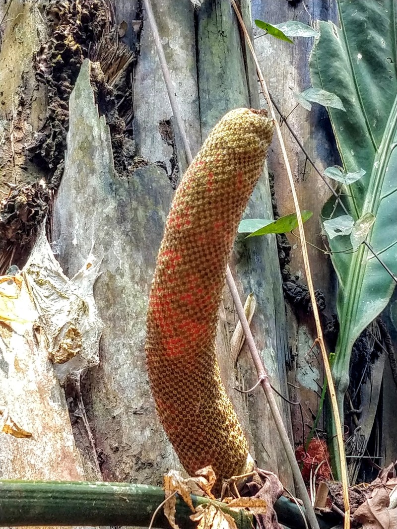 Anthurium plowmanii