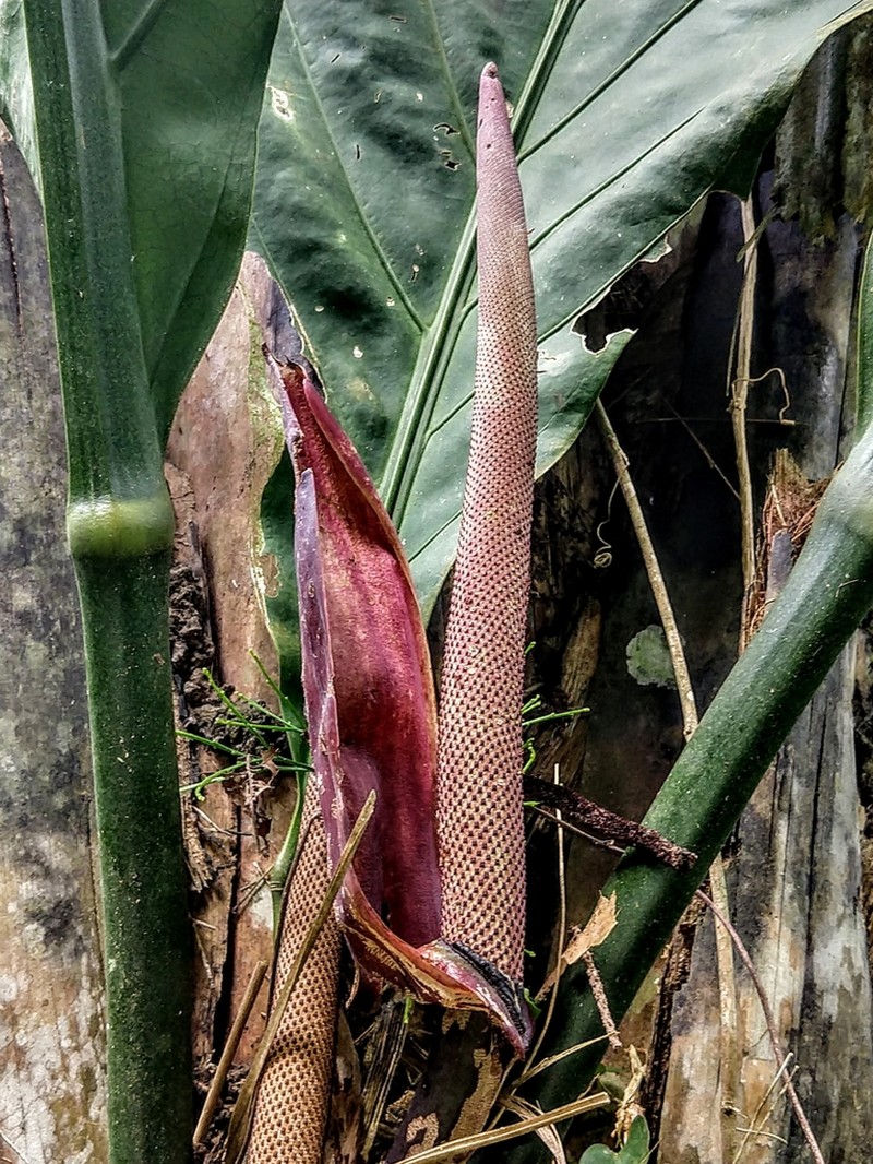 Anthurium plowmanii photo 2