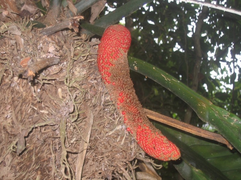 Anthurium plowmanii photo 3