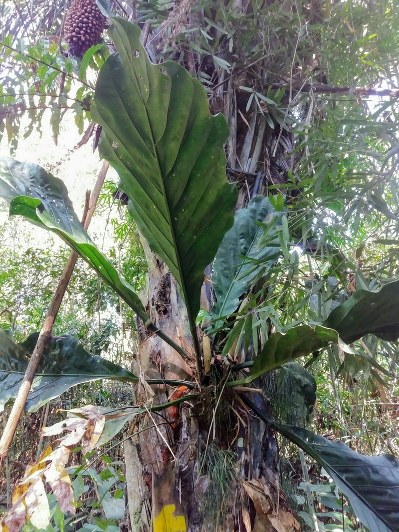 Anthurium plowmanii photo 4