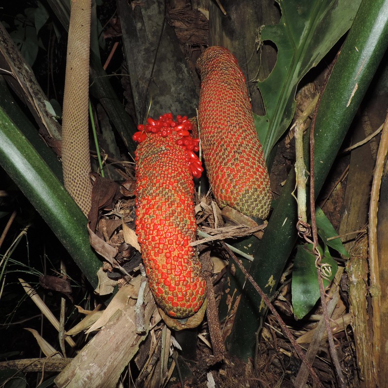 Anthurium plowmanii photo 5