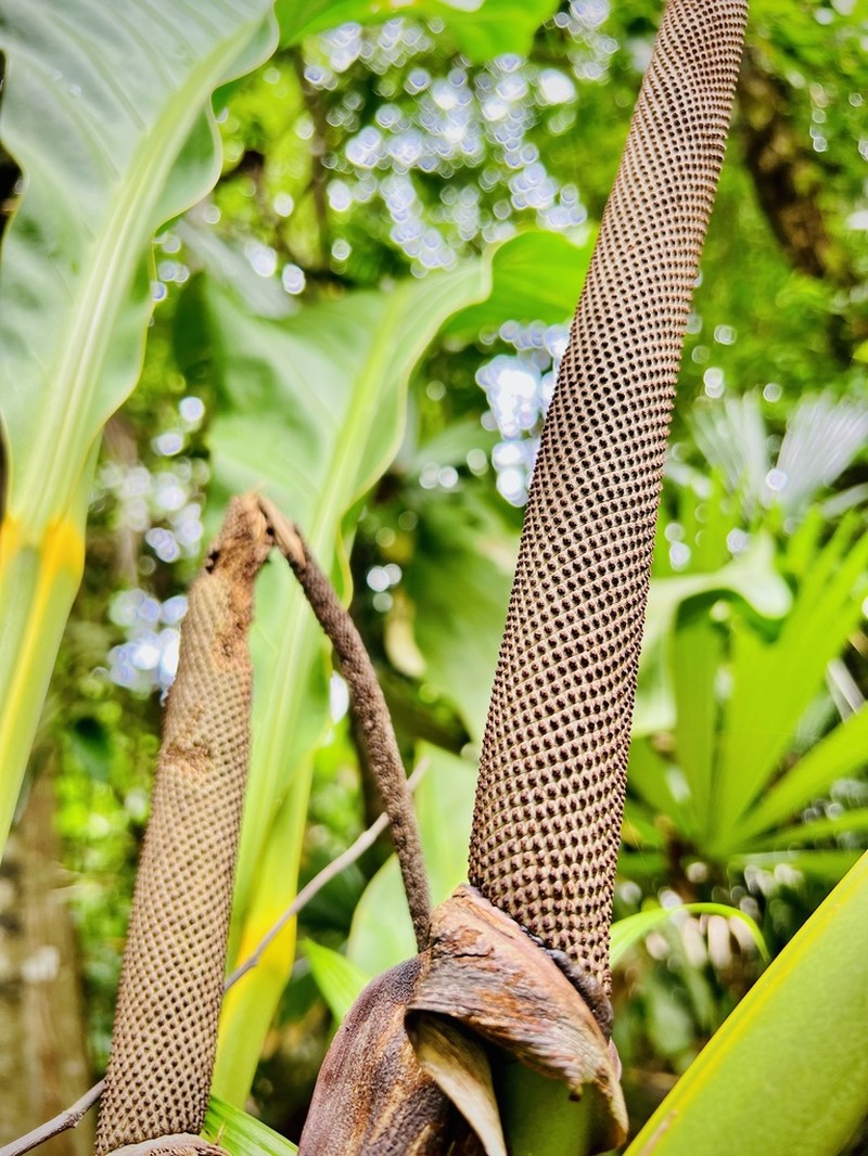 Anthurium plowmanii photo 6