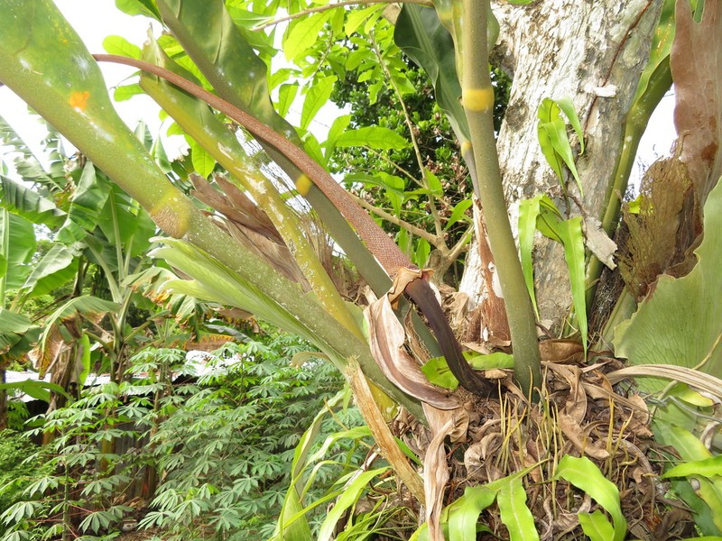 Anthurium plowmanii photo 7