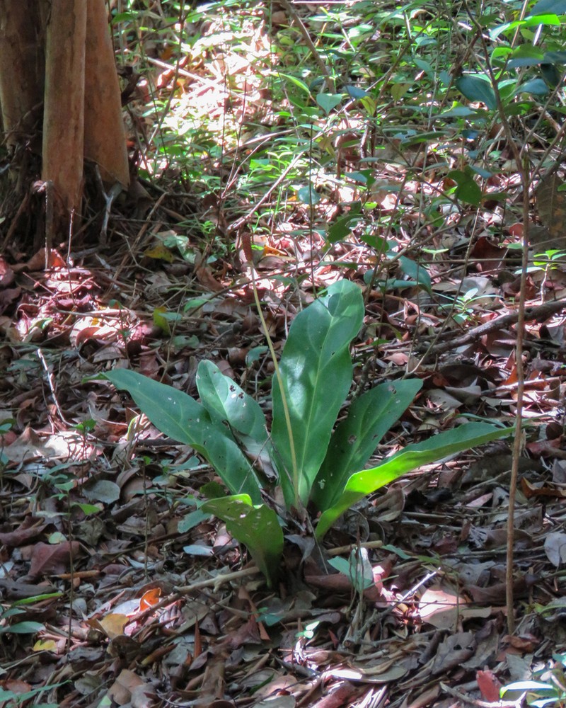 Anthurium pluricarinatum