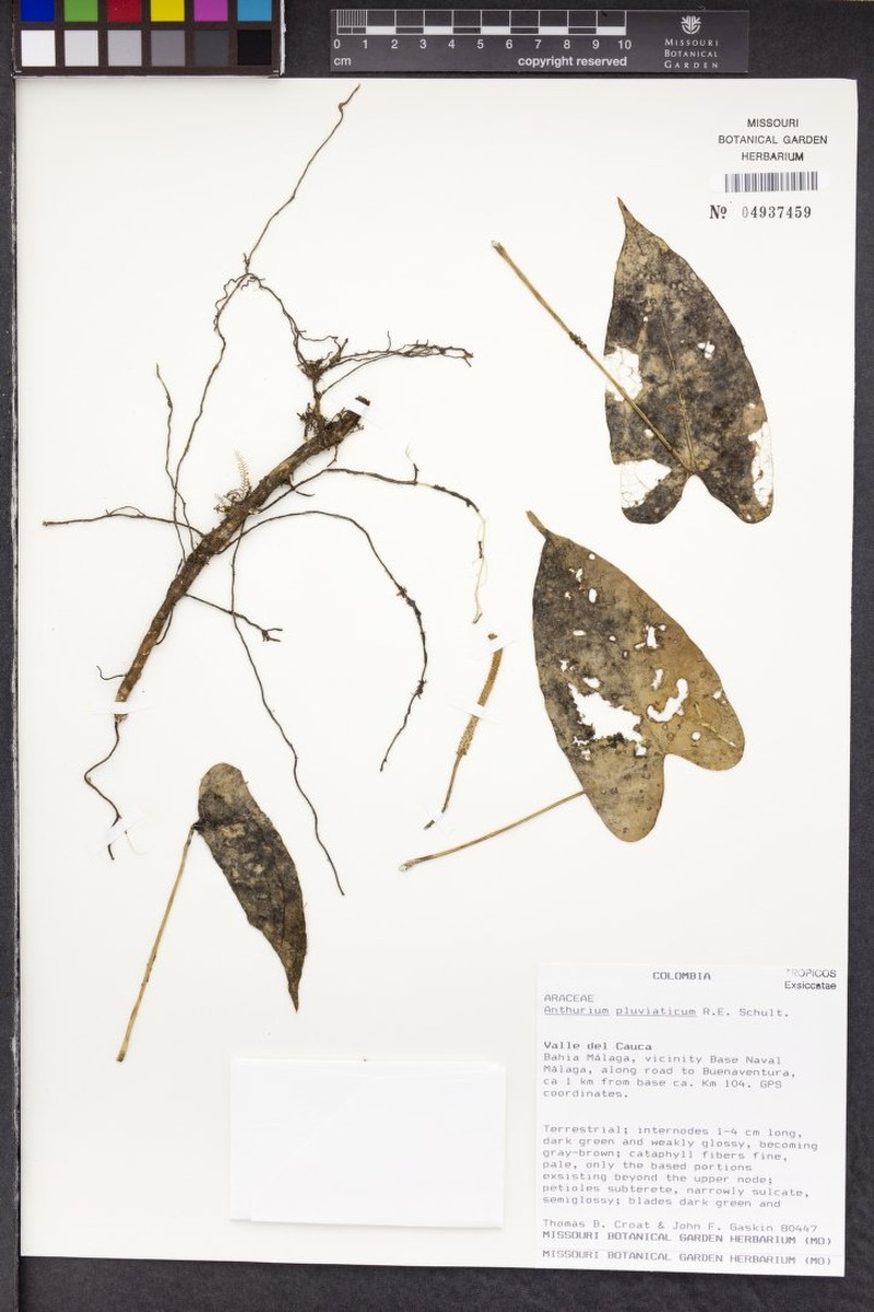 Anthurium pluviaticum