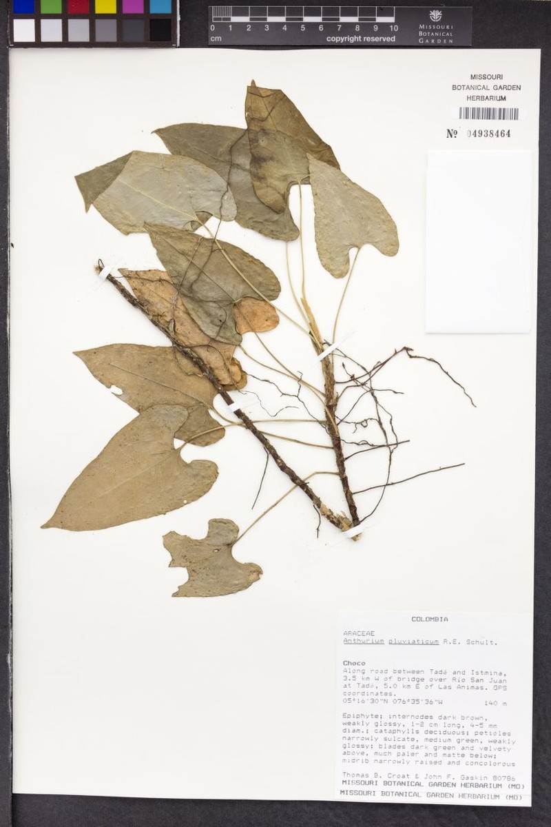 Anthurium pluviaticum photo 2