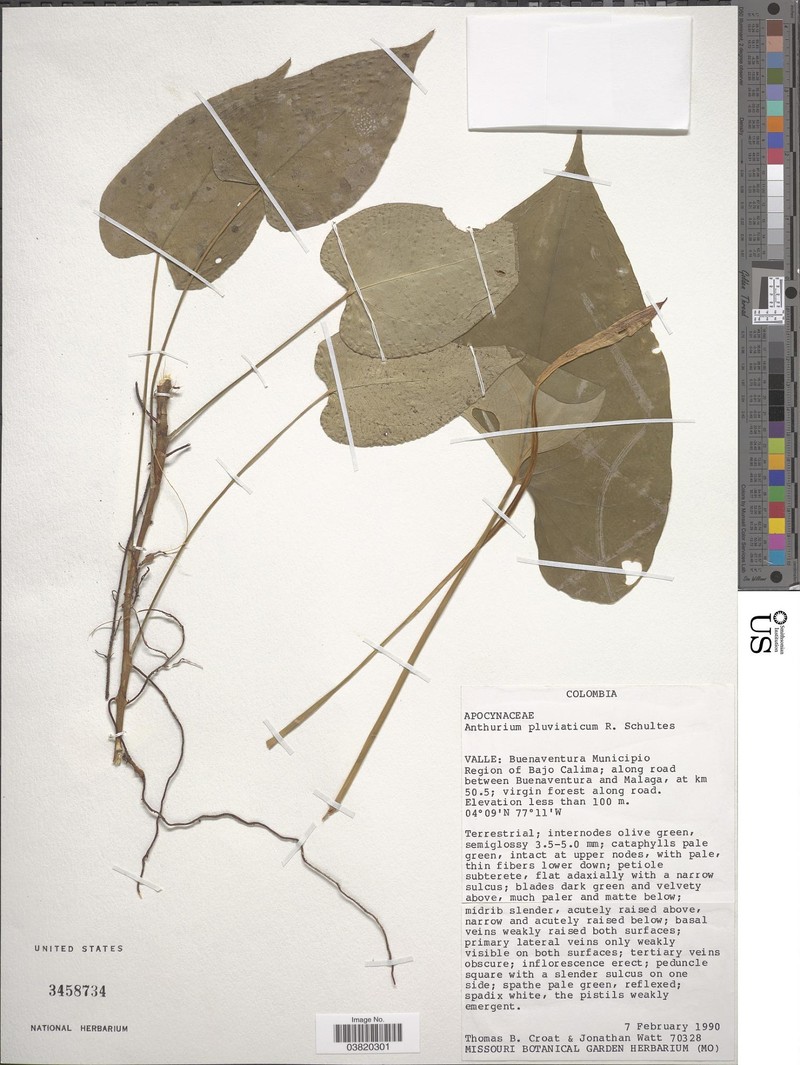 Anthurium pluviaticum photo 3