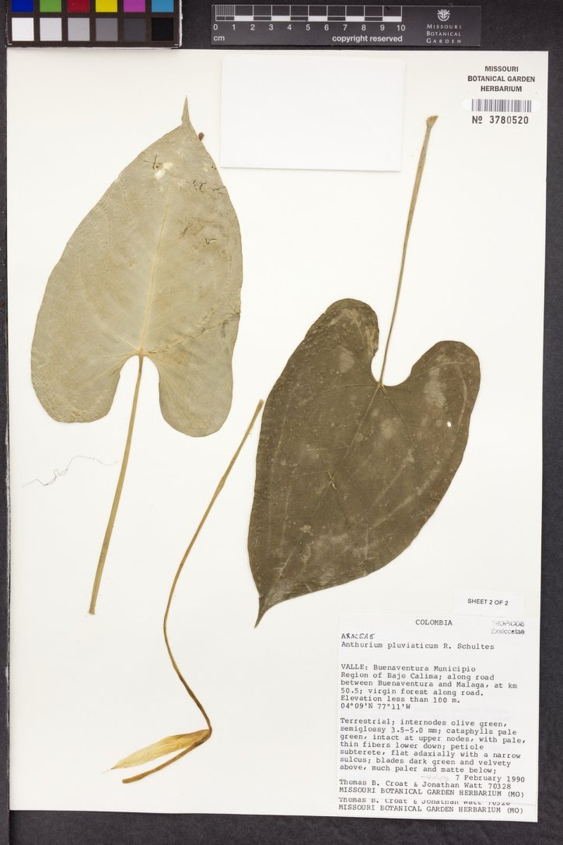 Anthurium pluviaticum photo 4