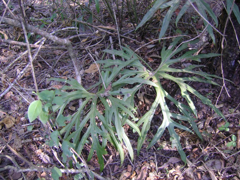 Anthurium podophyllum
