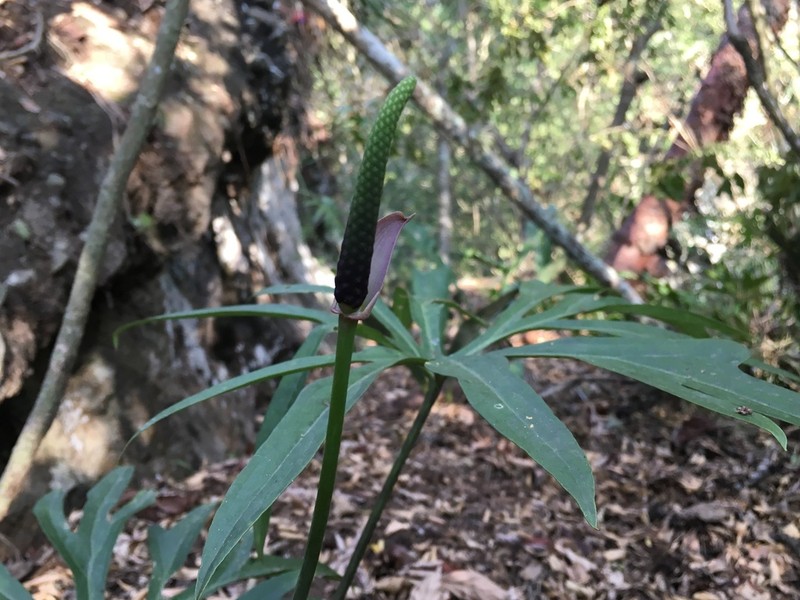 Anthurium podophyllum photo 2