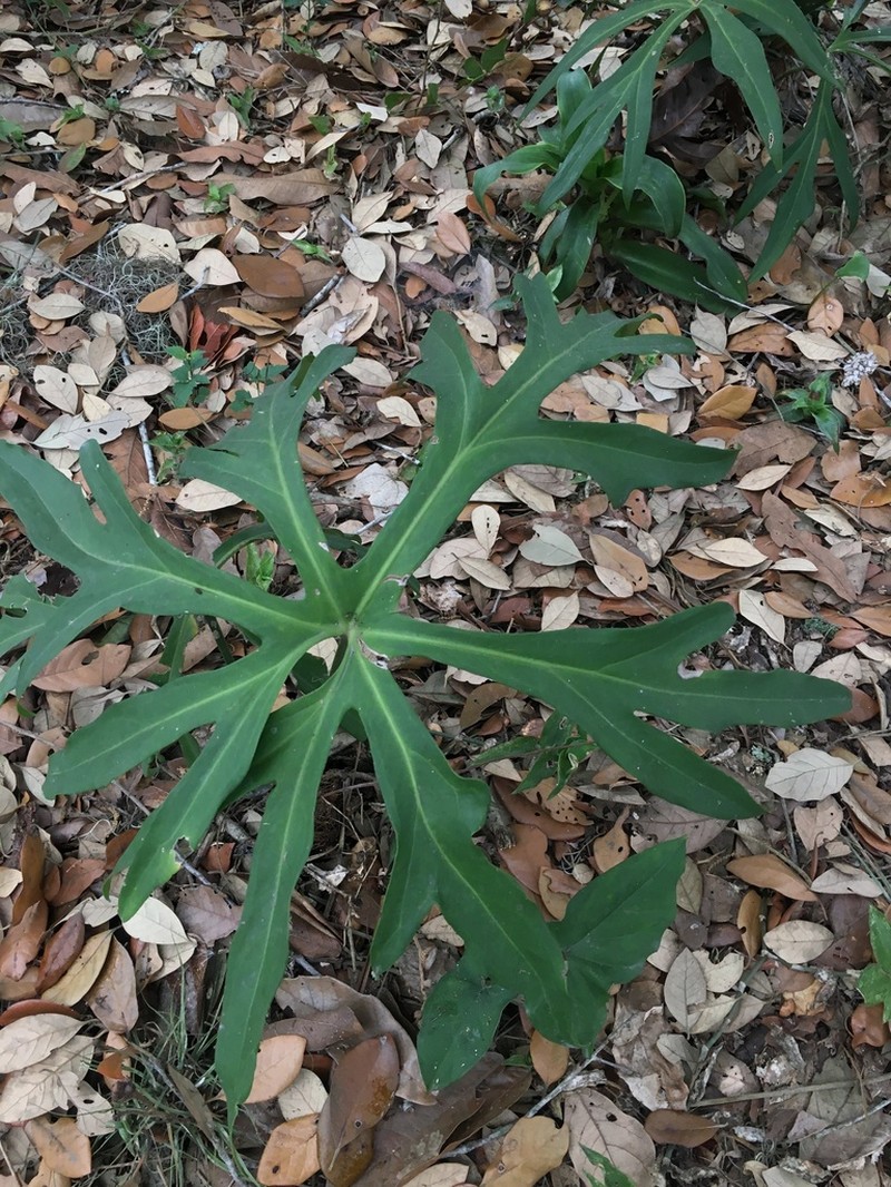 Anthurium podophyllum photo 3