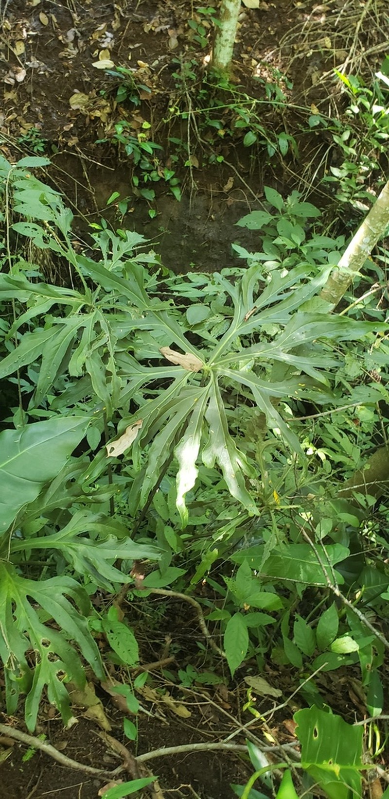 Anthurium podophyllum photo 4