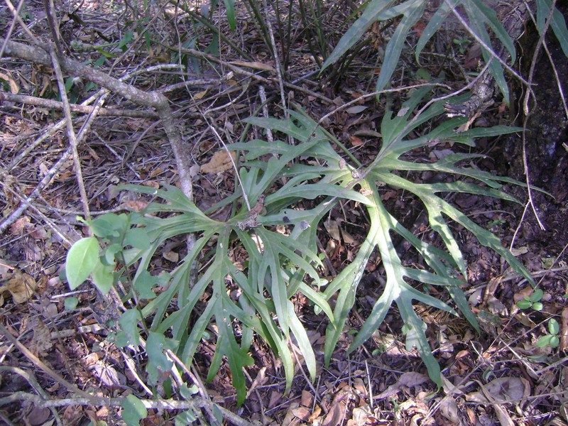 Anthurium podophyllum photo 5